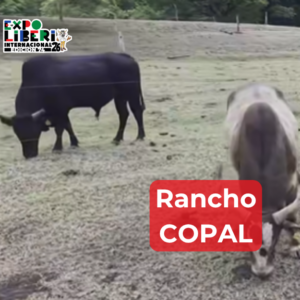 Rancho Copal